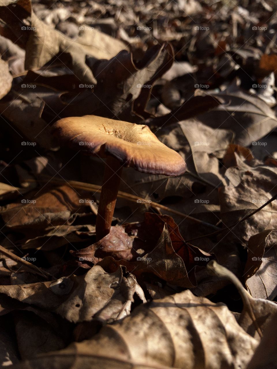 Closeup of wild mushroom in fallen leaves 