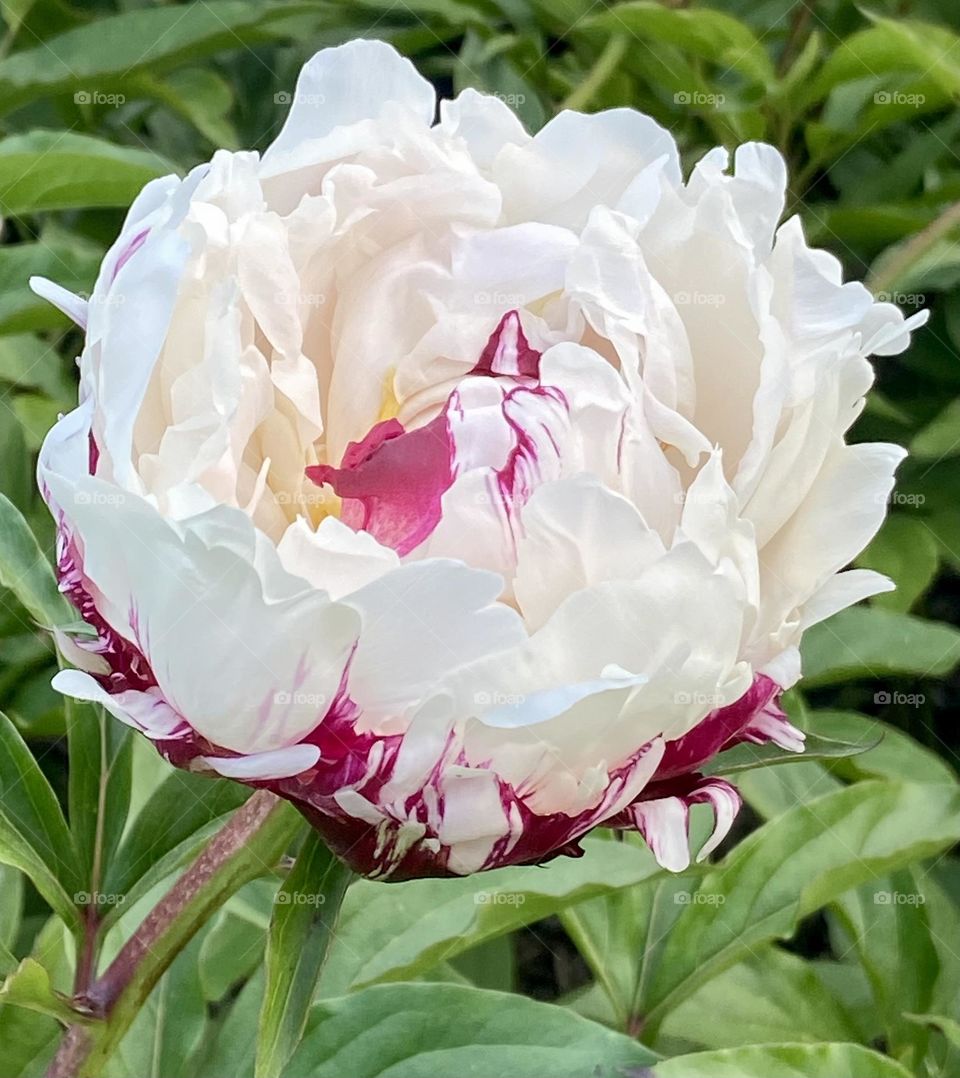 Perfect Peony