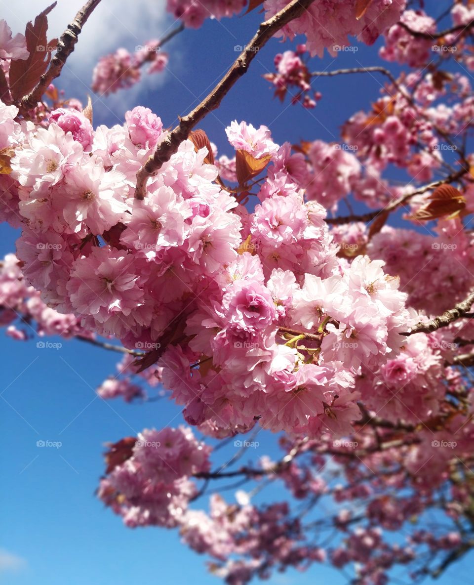Springtime Sakura