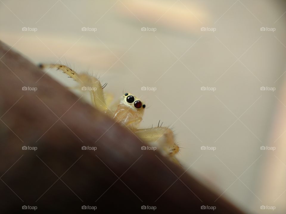 WHITE SPIDER LOOKING FOR PHOTO CLICK