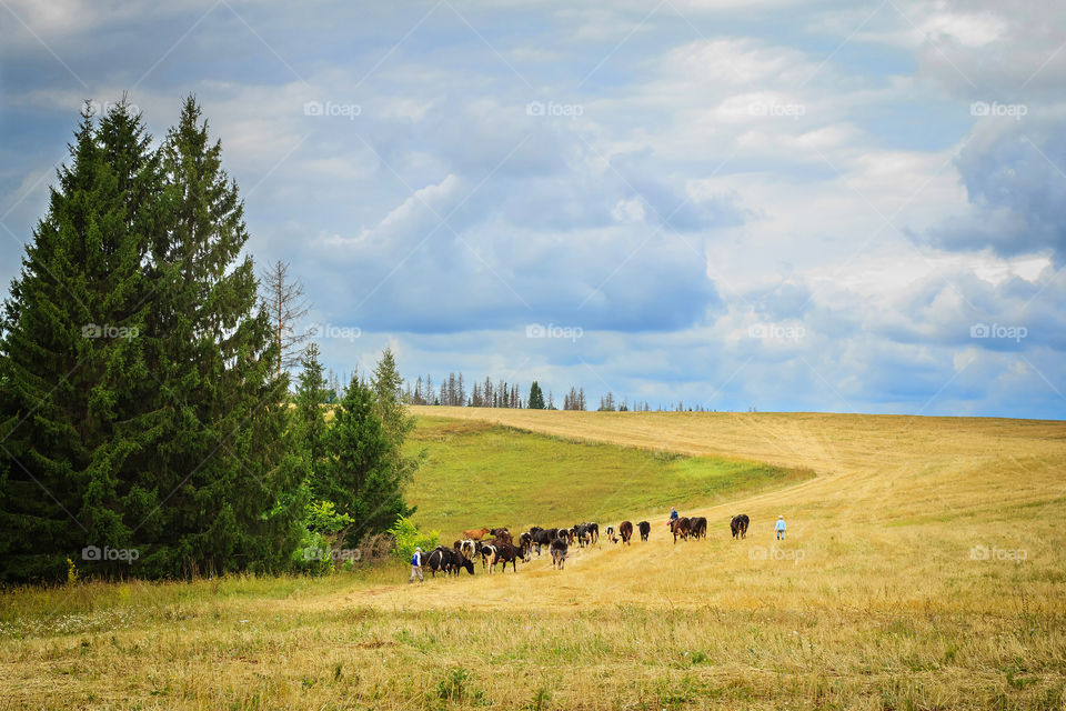 Rural country landscape