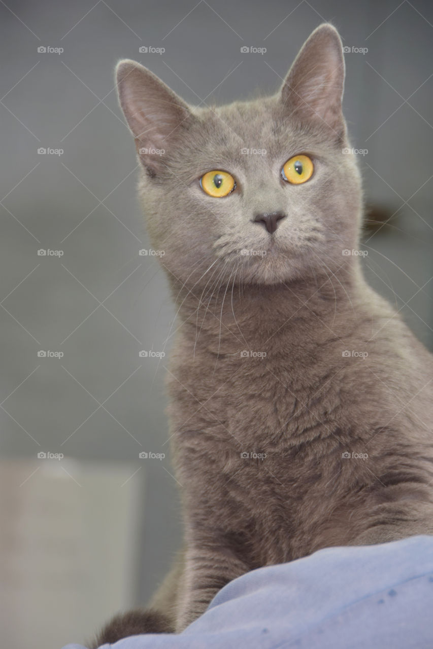 Don't shop, adopt! Shelter cat, gray with bright eyes waiting for a forever home.