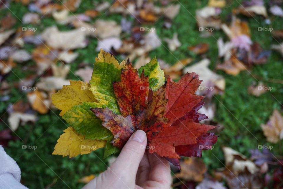 Autumn#leaves#color#nature