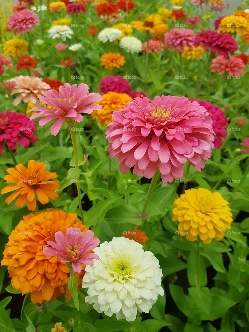 zinnia  bisiness in bloom flowers natural  pollen  close-up petel