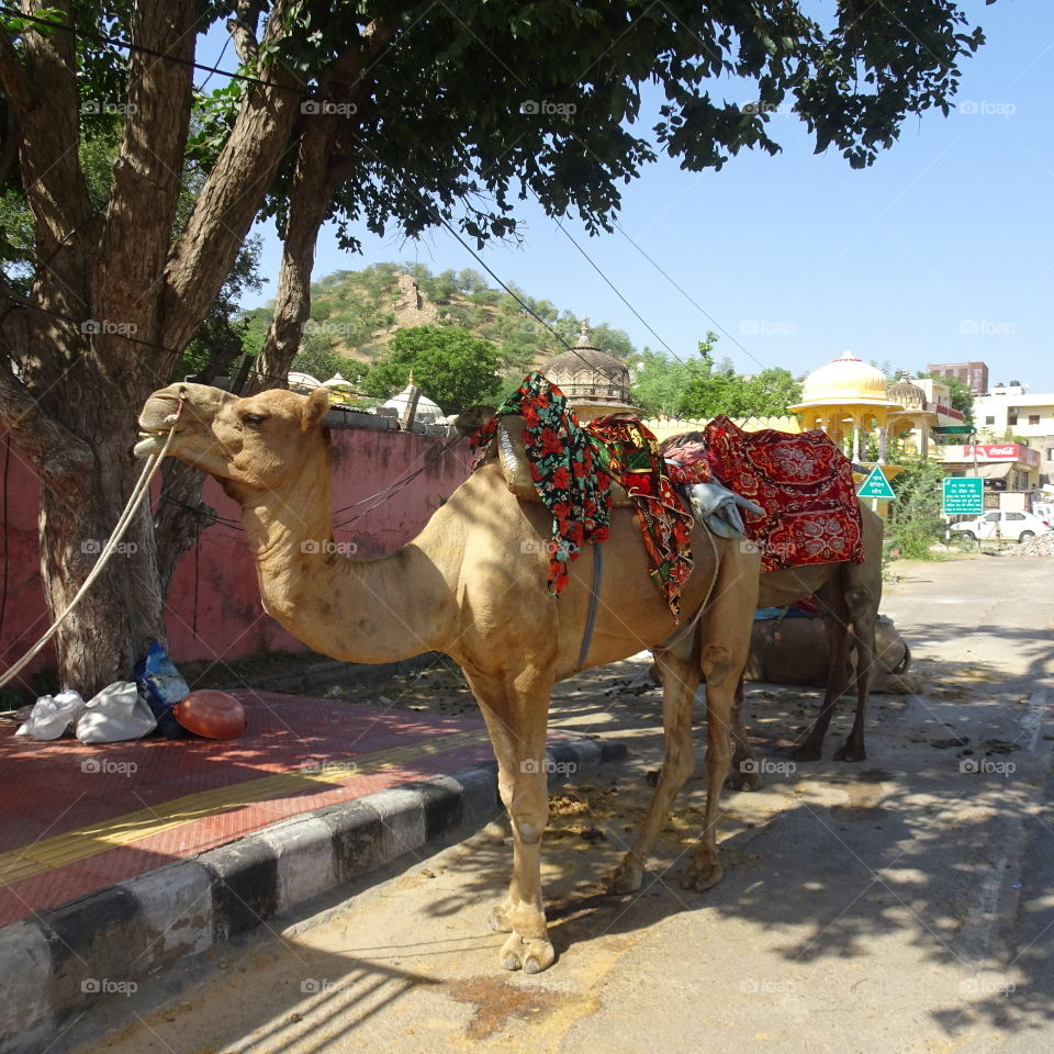 Camels in jaipur