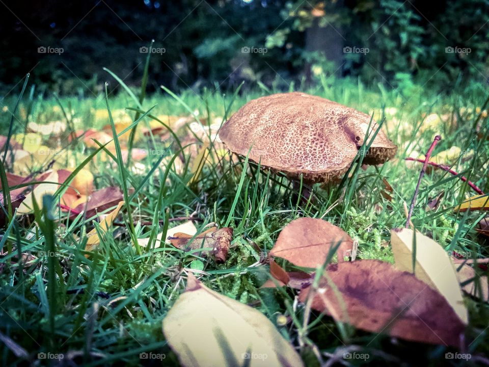 Mushrooms in garden 