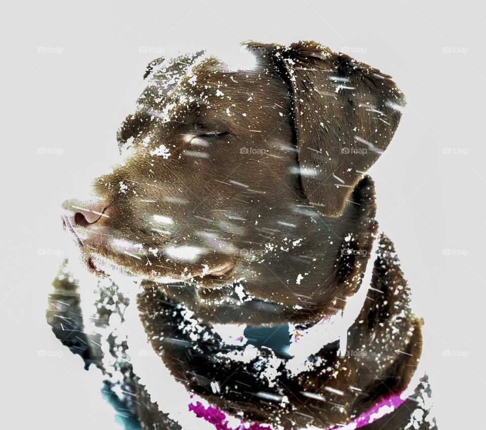 Chocolate Labrador Retriever dog looking into blowing snow of a winter storm - white contrast and moving snowflakes 