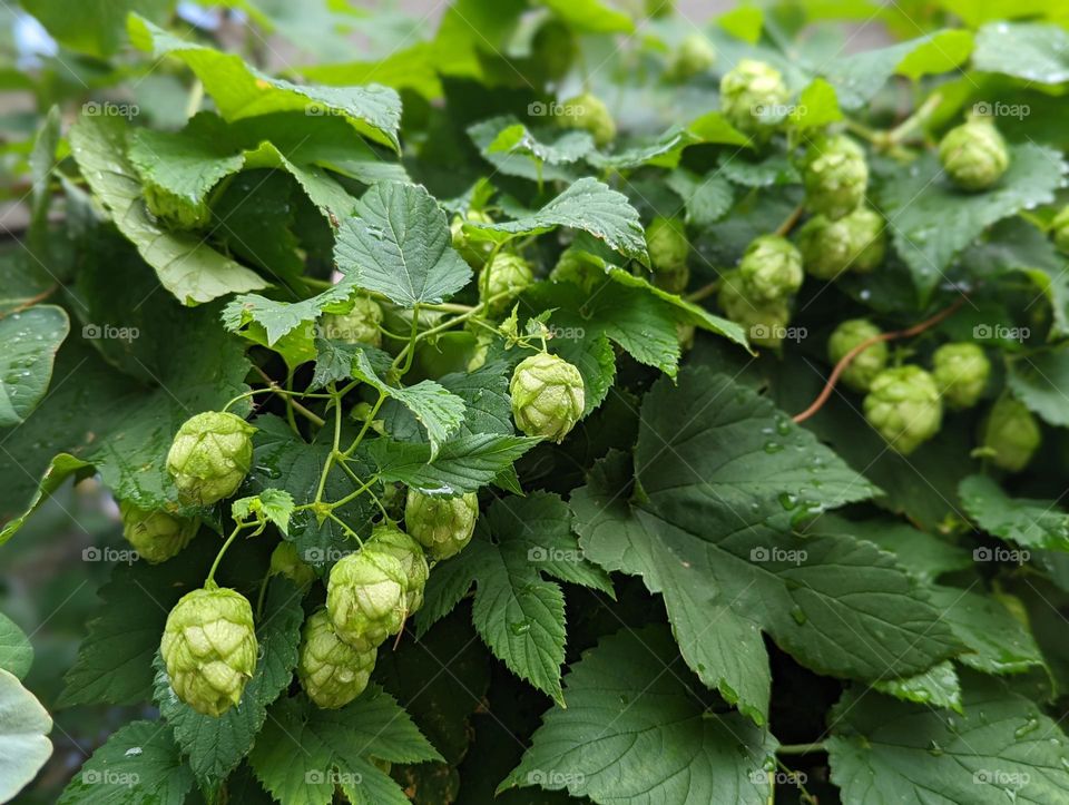 hops on the vine