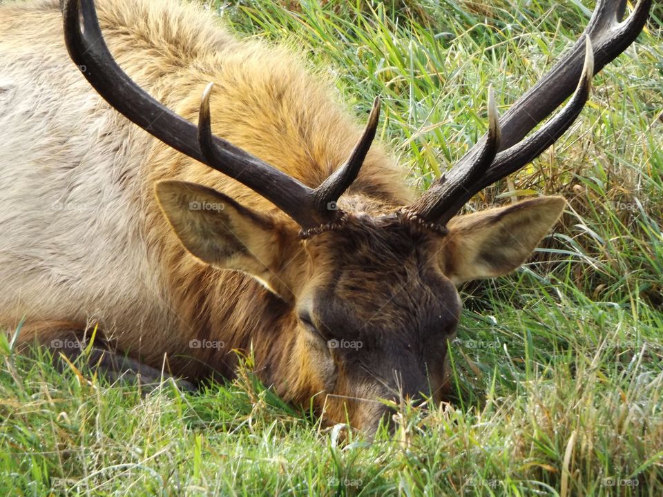 Elk sleeping