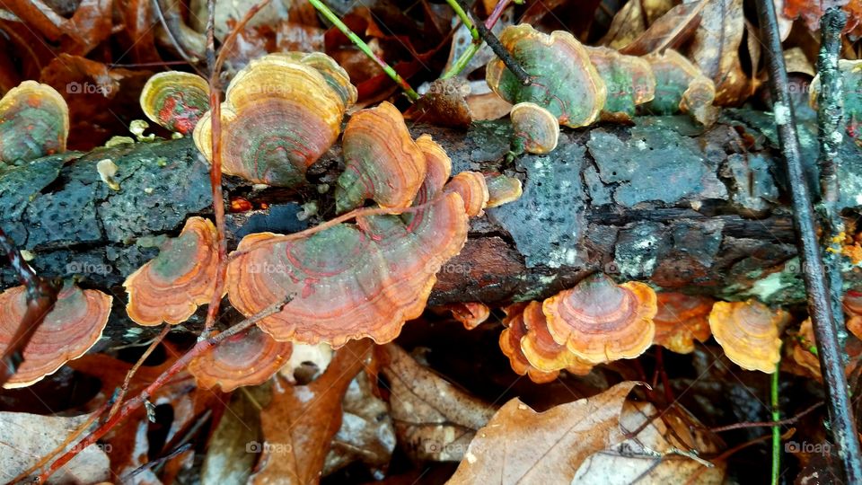 fungi on a log in the rain.