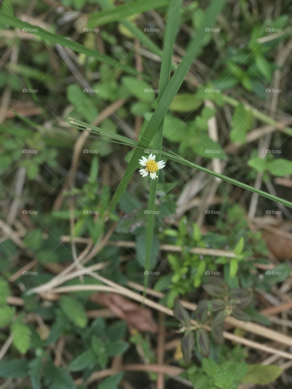 small flowers white yellow