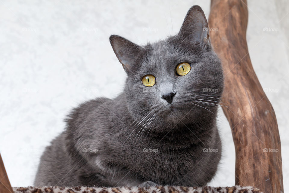 Close-up of domestic cat