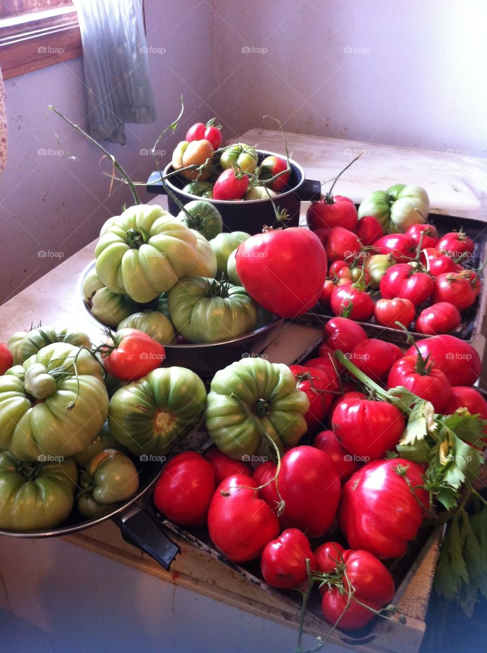 My tomato crop, but thats not all