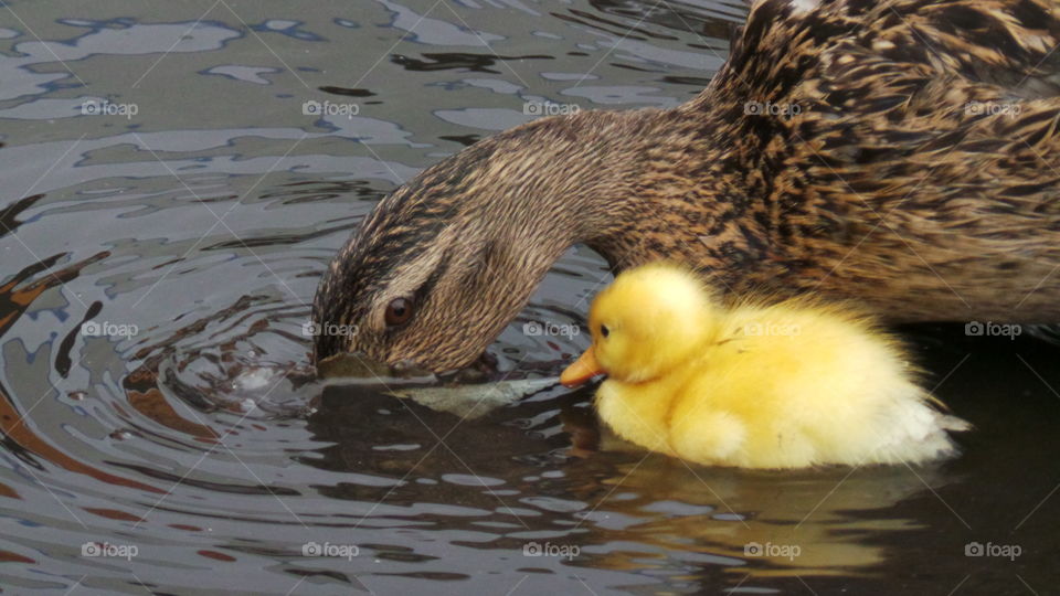 Duckling and her mother duck
wild mallard /
Anas platyrhynchos
The domestic duck, like other poultry species.
Mallards live in wetlands, eat water plants and small animals, and are social animals preferring to congregate in groups or flocks of varying sizes. This species is the main ancestor of most breeds of domesticated ducks.