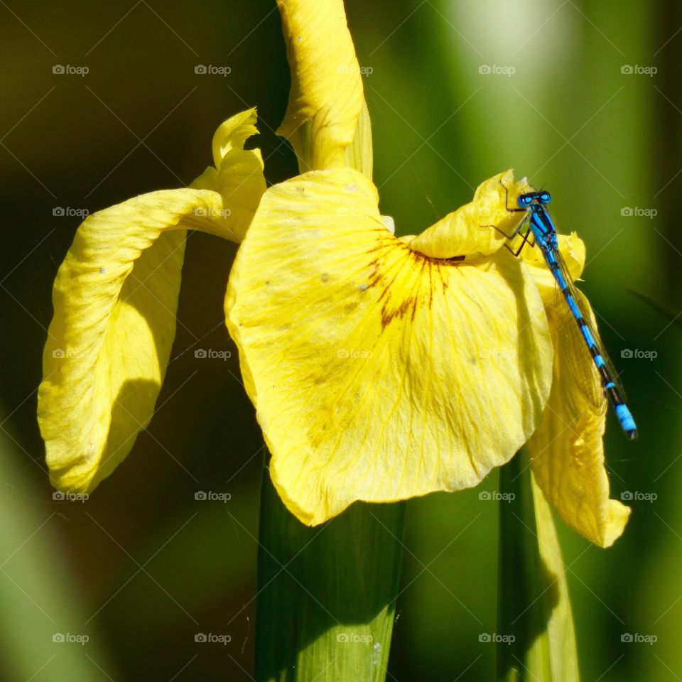 Flower dragonfly 