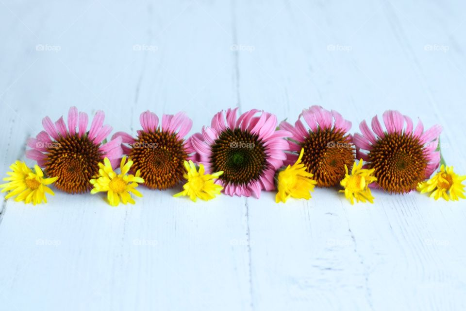 Echinacea and Calendula blossoms arranged in a line horizontally on white wood 