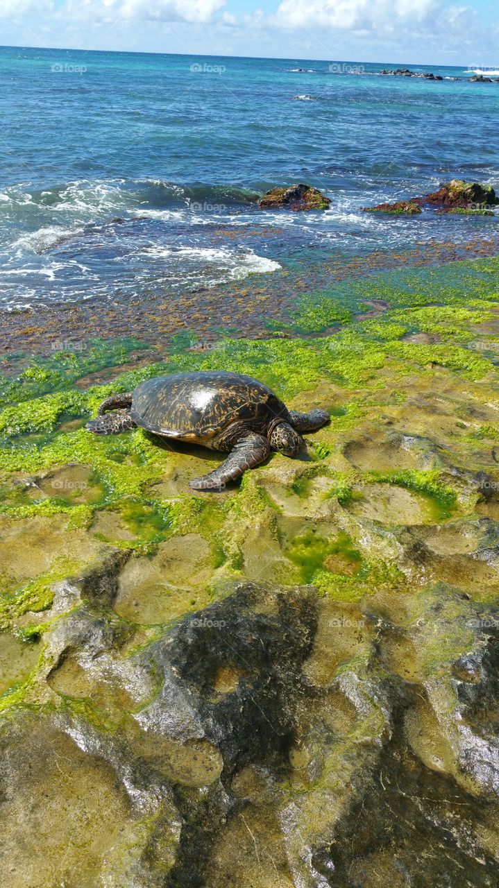 Hawaiian Sea Turtle . A sea turtle resting on Laniakea Beach 