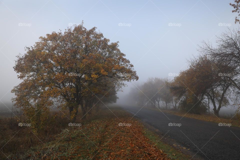 empty asphalt road with fog in autumn forest