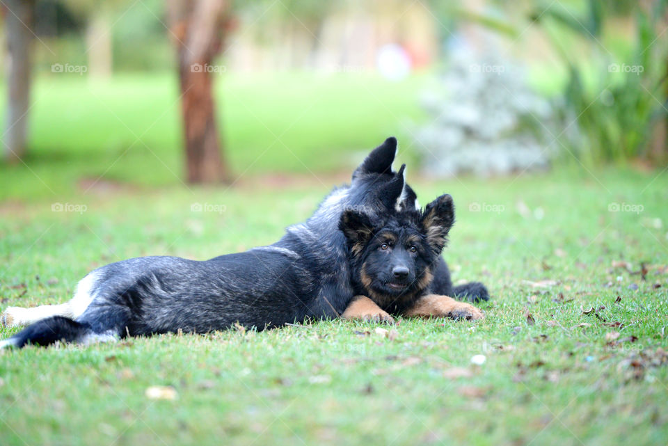 husky puppy and german shepherd puppy relaxing together in the garden leaning on eachother