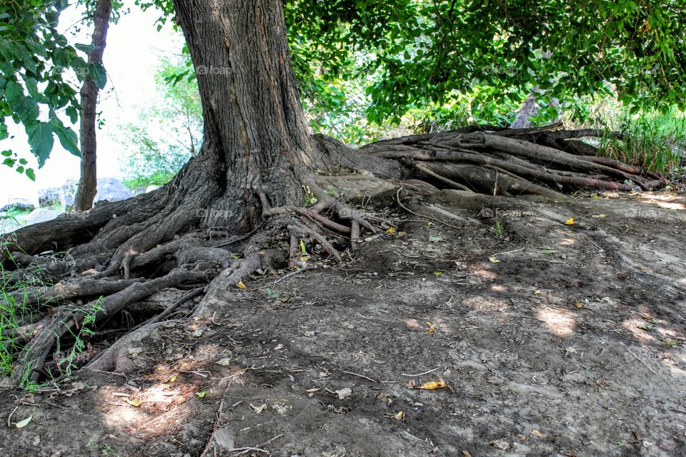 tree roots