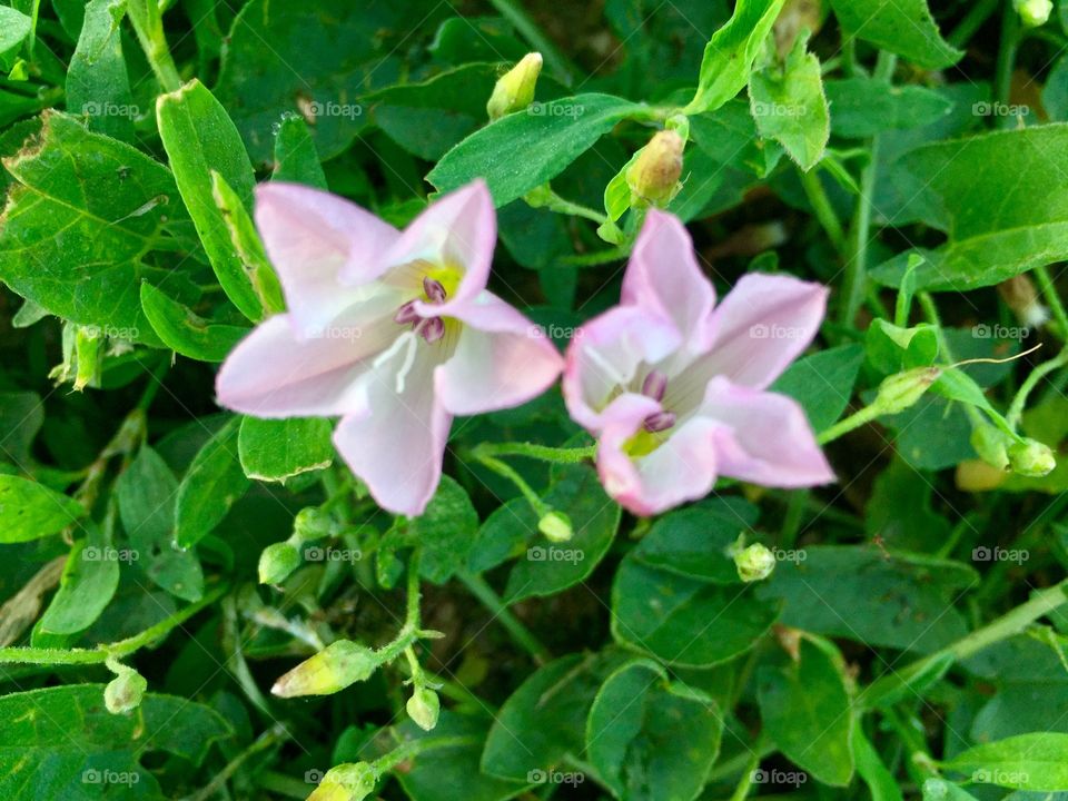 Top view of blooming pink bindweed flowers in bright green grass