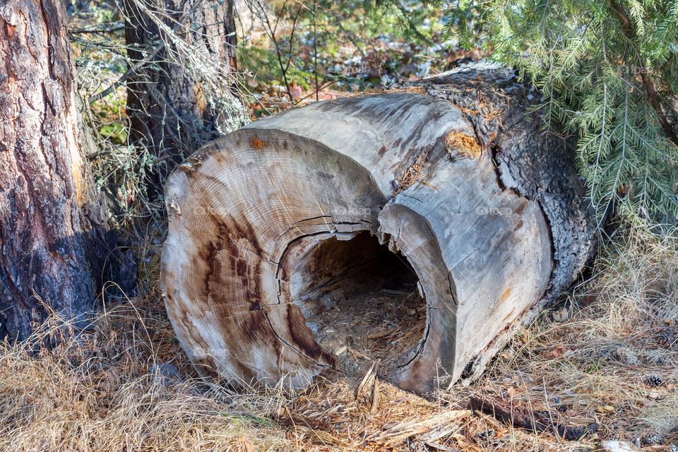 Hollow tree stump in the forest