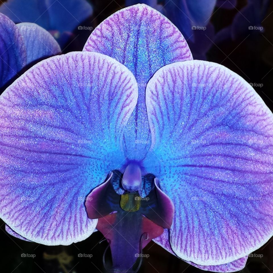 Bright Orchid