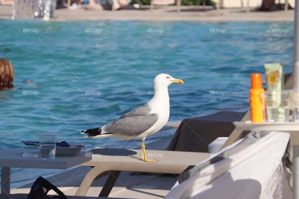 Seagull at the beach