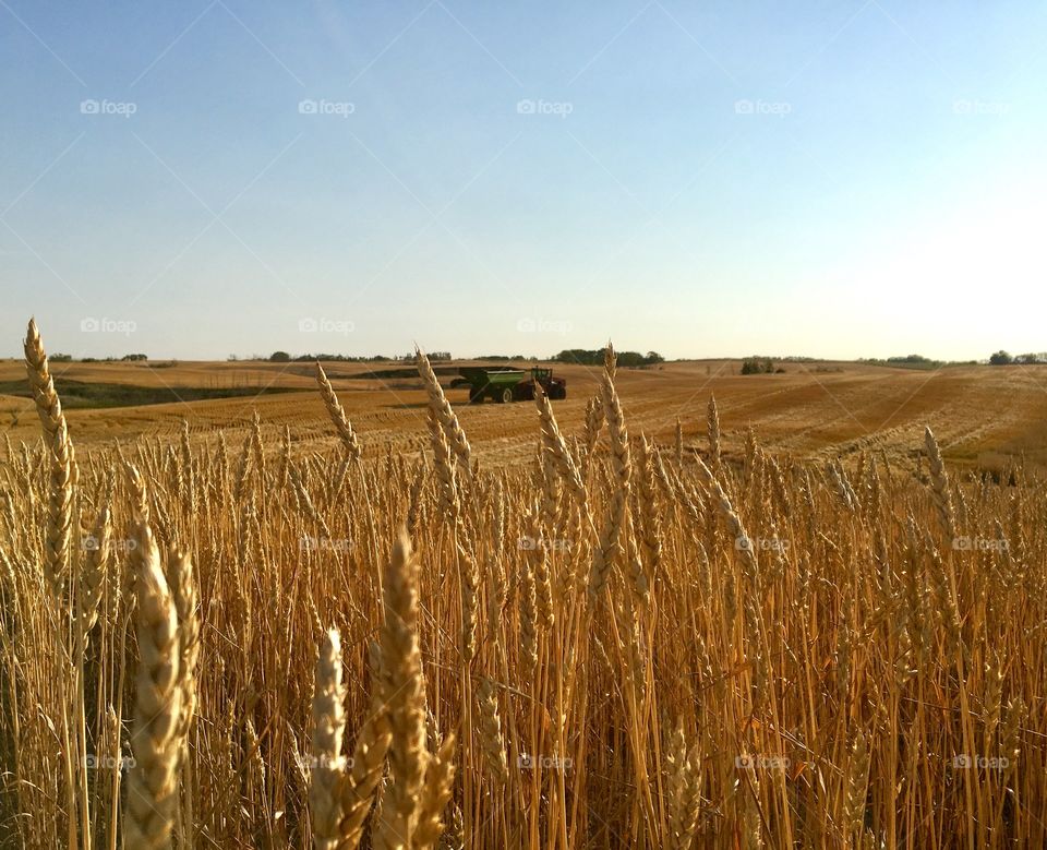 Harvest in Saskatchewan