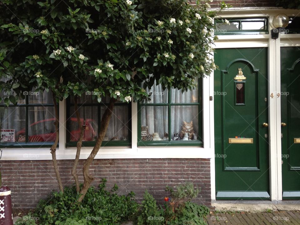 Green trees and cosy green facade in Brugge 