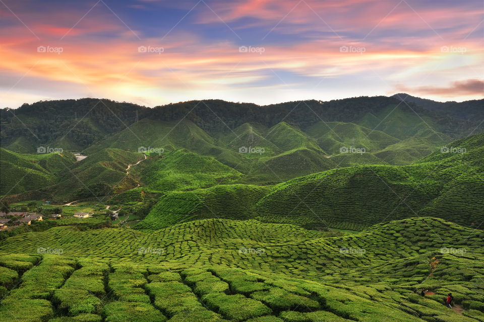 Green tea plantation during sunset