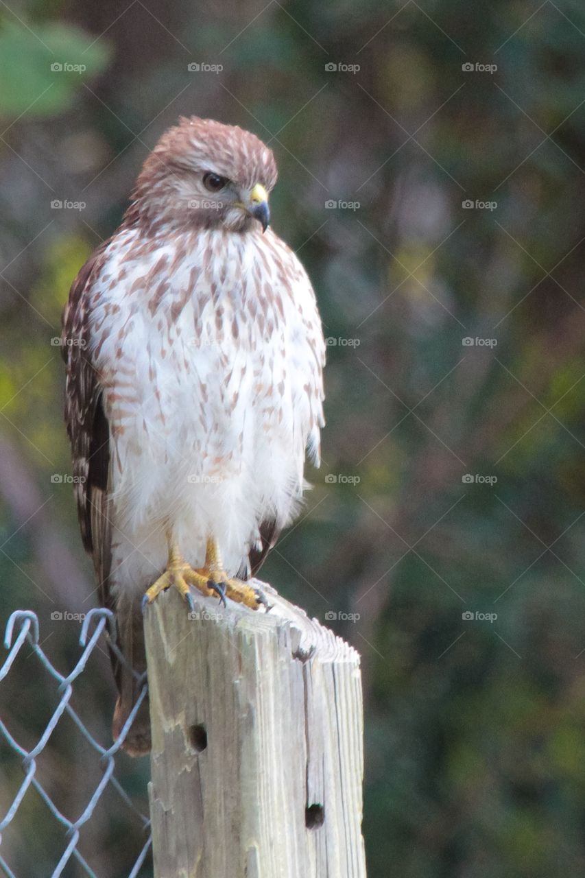 Red shouldered hawk