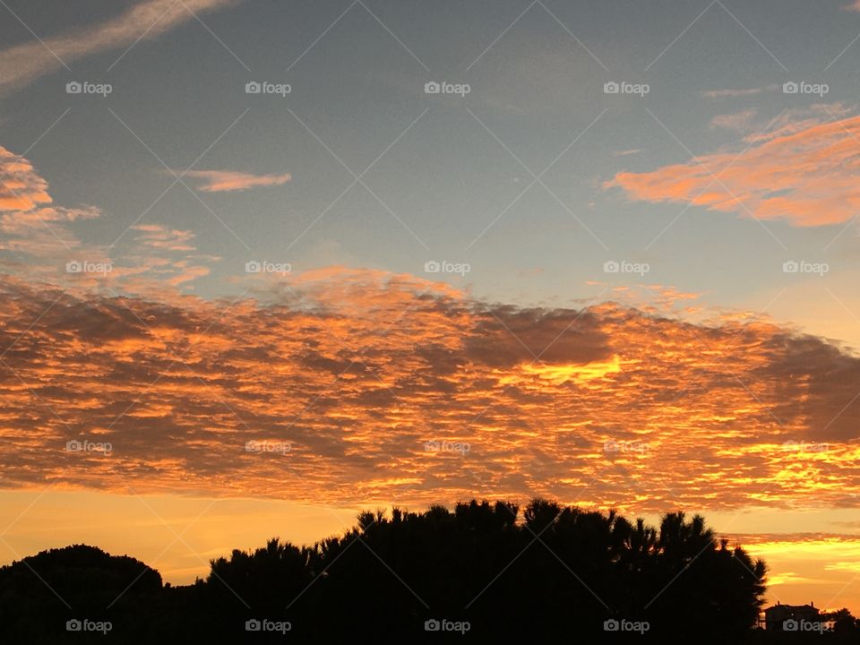 Sunset clouds on pine trees