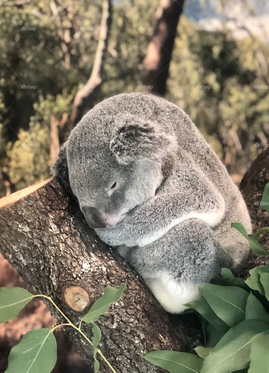 Sleeping koala 