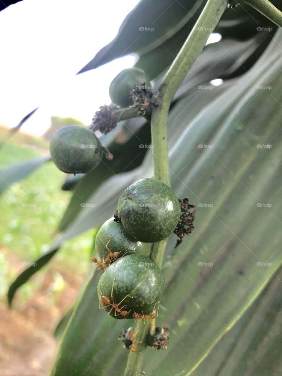 Dracaena fragrans (L.) Ker- GawI. 