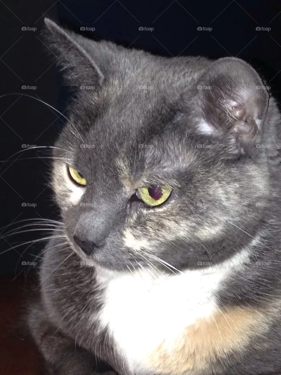 Kitty