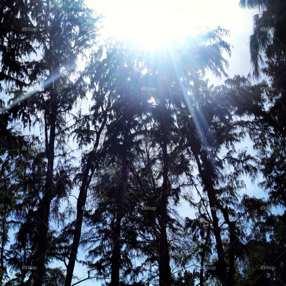 light sun trees afternoon by carluminati
