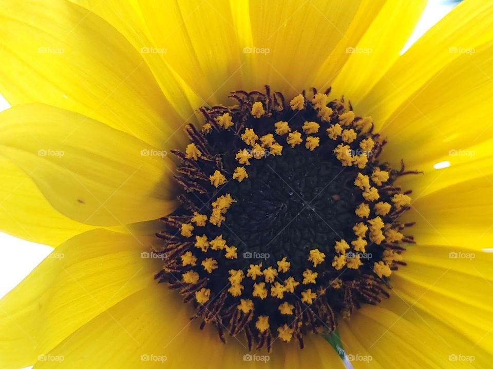 Close up of a yellow common sunflower on a sunny day