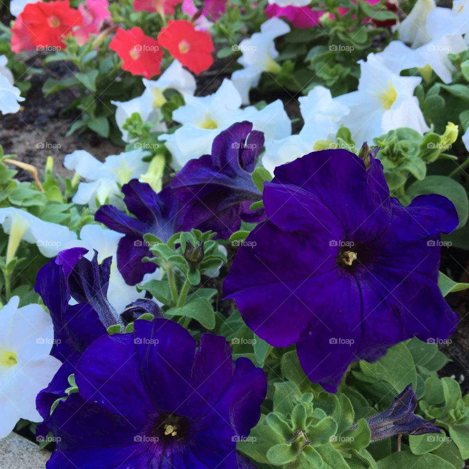 Colourful Flowers- violet, white, pink and red.