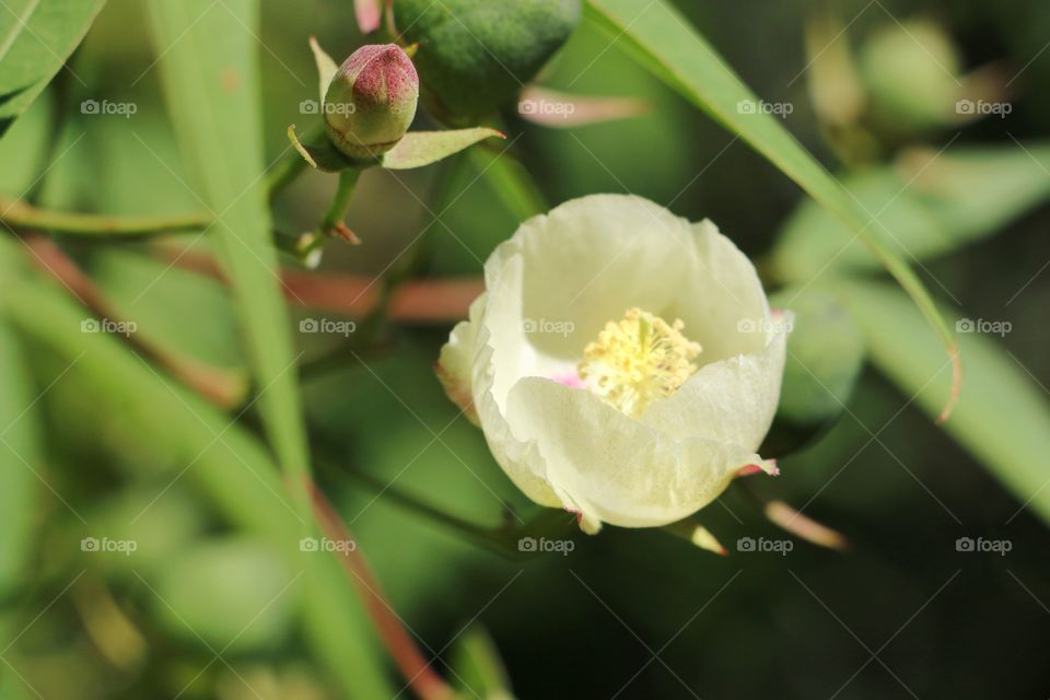 White flower