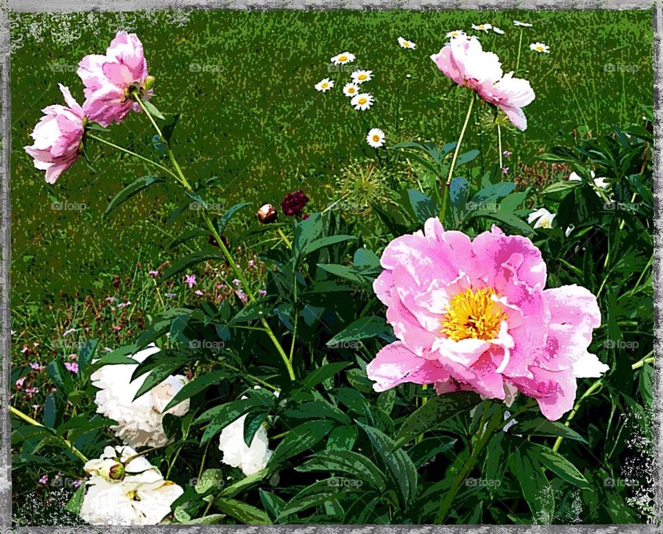 Pink Peonies