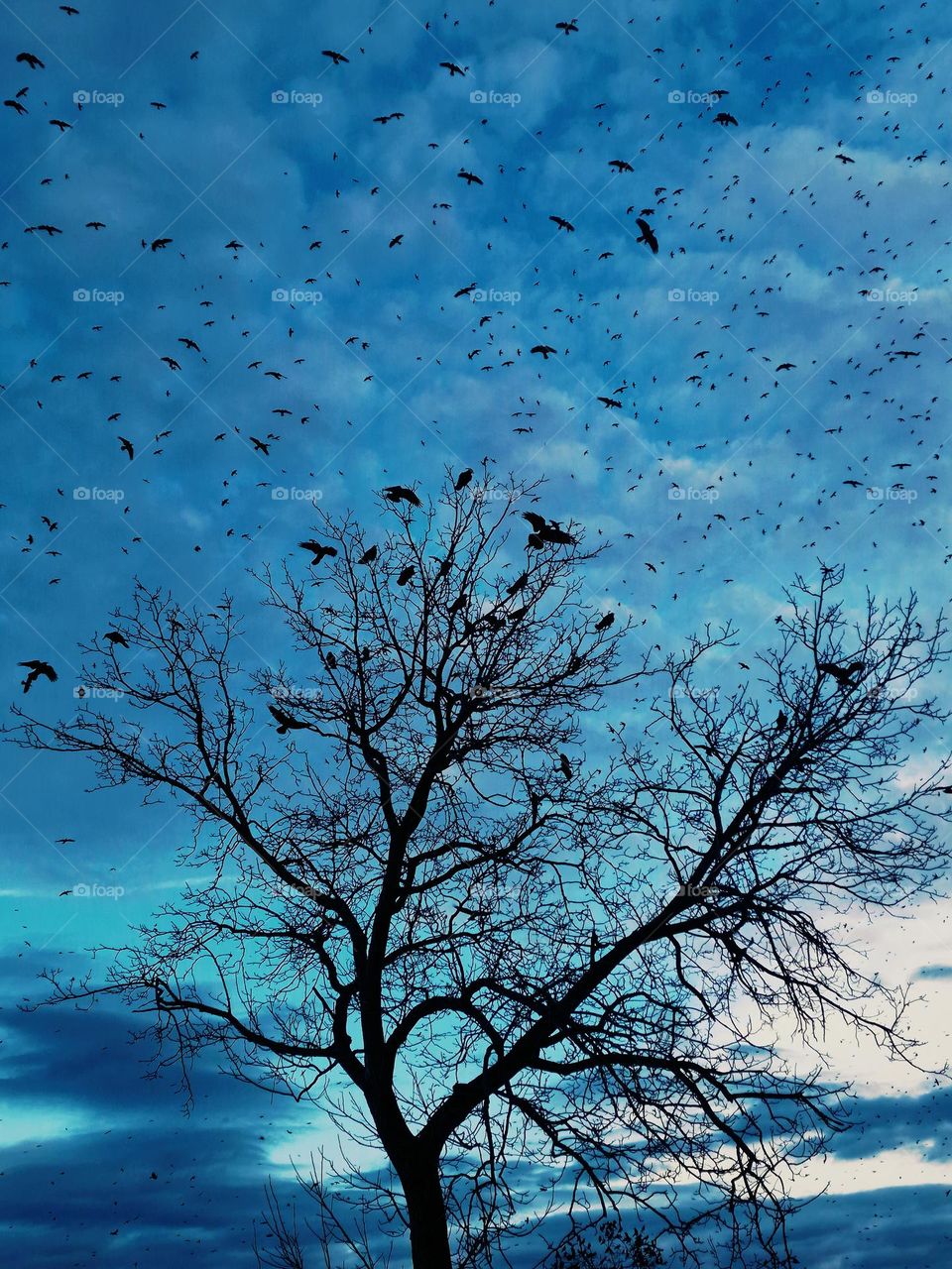 Invasion of Crows.