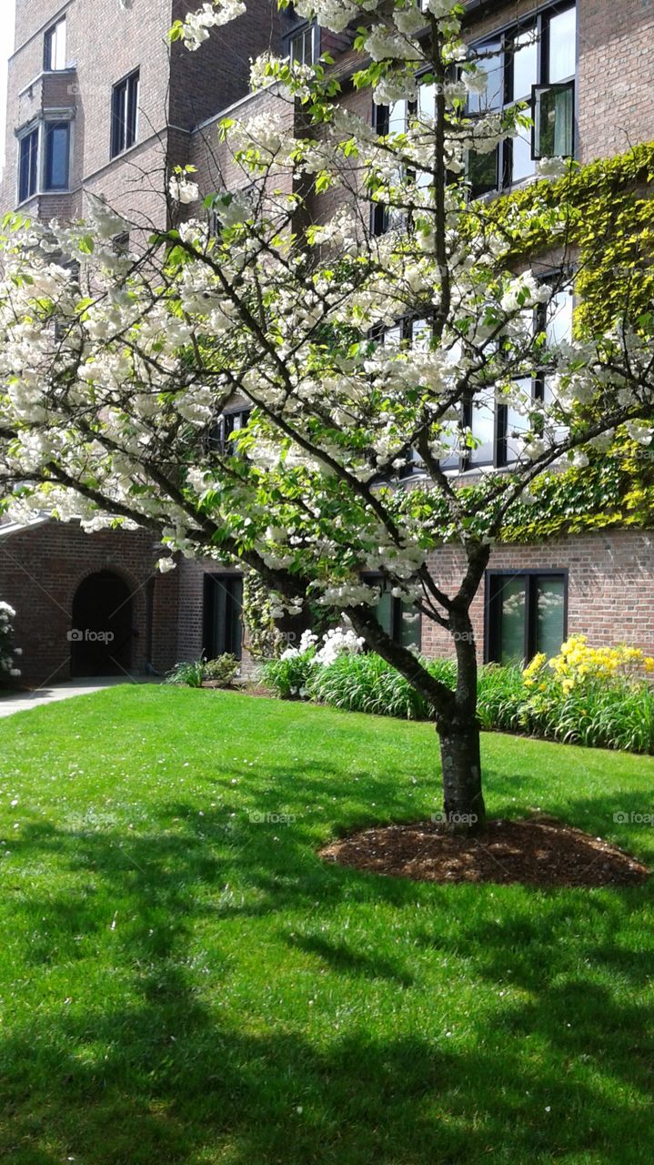 spring. walking around campus