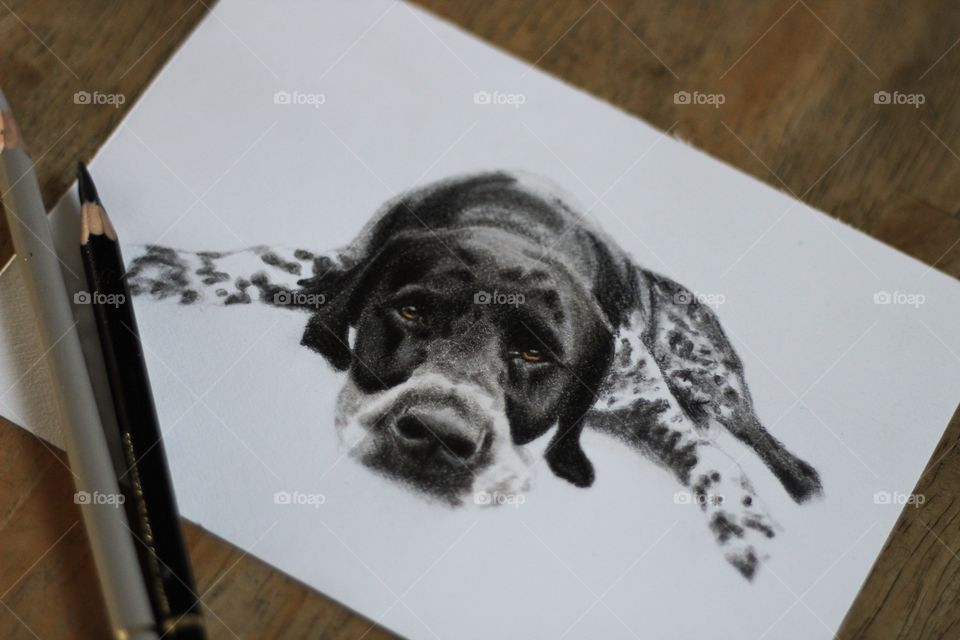 Dog drawing 