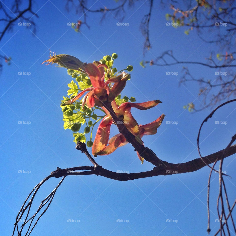 SOON TO BE MAPLE LEAFS