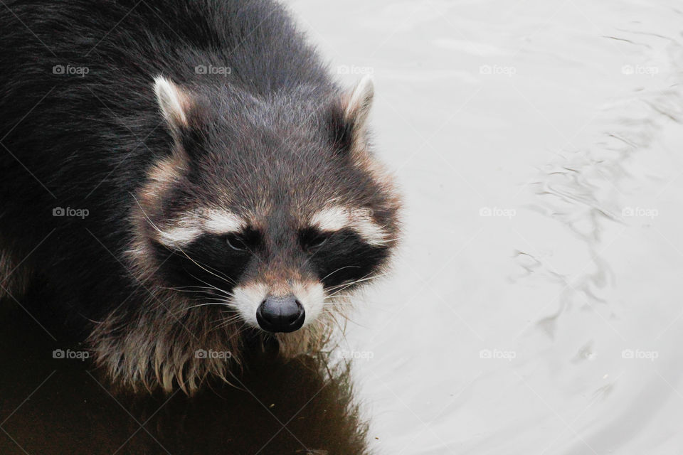 Mammal, Animal, Cute, Wildlife, Fur