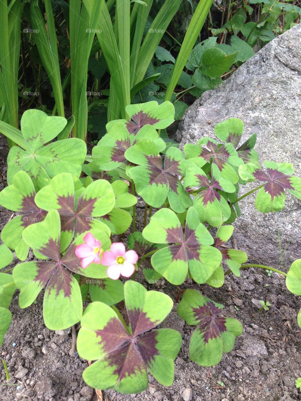 Clover and pink flowers