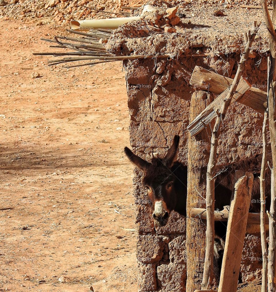 Donkey peeking out