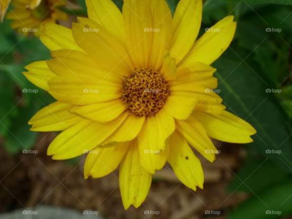yellow flower. yellow flower