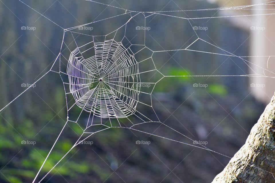 Intricate detail in this spider web between palm trees as seen in the afternoon sun